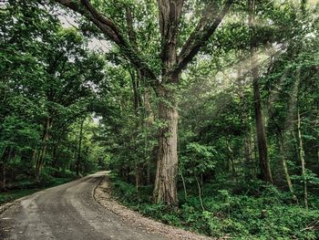 Road amidst trees in forest