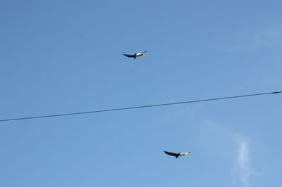 Low angle view of red tailed hawk flying against clear sky