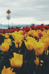 Close-up of yellow flowers blooming against sky
