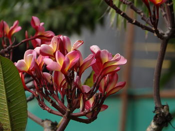 Close-up of pink flowering plant