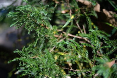 Close-up of fern leaves