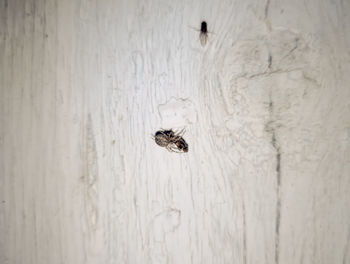 Close-up of spider on wood