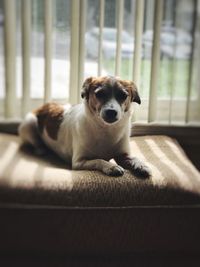 Close-up portrait of dog relaxing