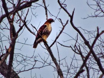 Low angle view of eagle perching on bare tree against sky