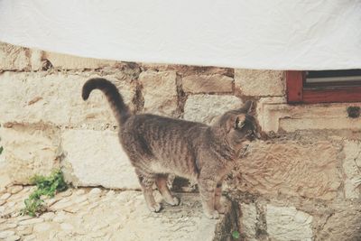 Cat against brick wall