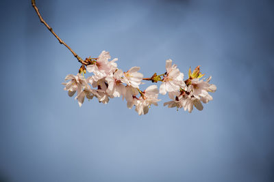 Close-up of cherry blossoms in spring