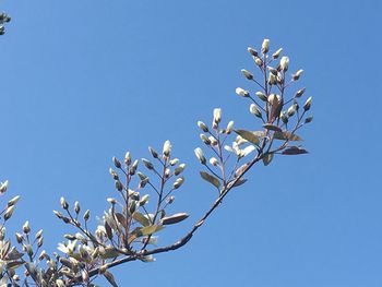 Low angle view of flowering plant against clear blue sky