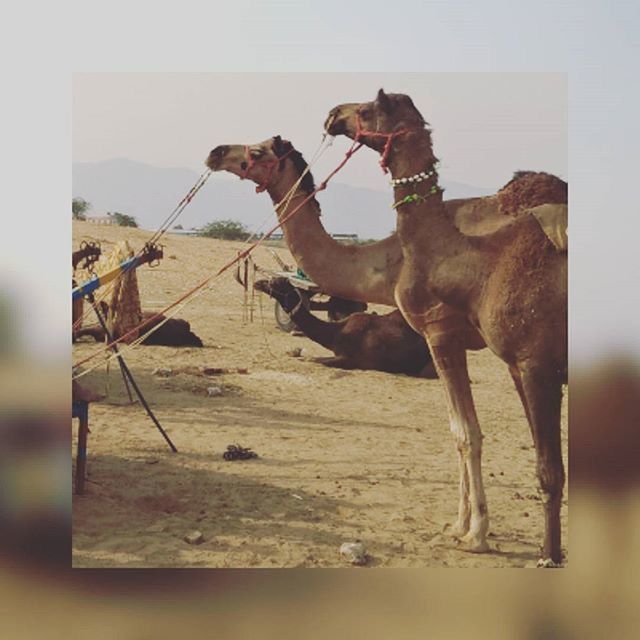 transfer print, domestic animals, animal themes, mammal, auto post production filter, one animal, dog, full length, horse, pets, livestock, brown, day, standing, sand, sunlight, side view, beach, working animal, outdoors