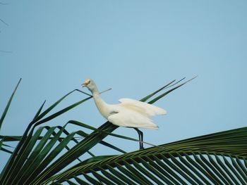 Low angle view of bird perching on plant against sky