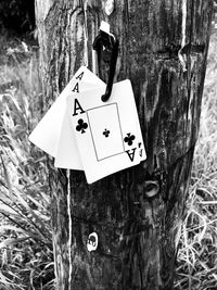 Close-up of information sign on tree trunk in forest