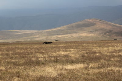 Rhinocéros ngorongoro crater