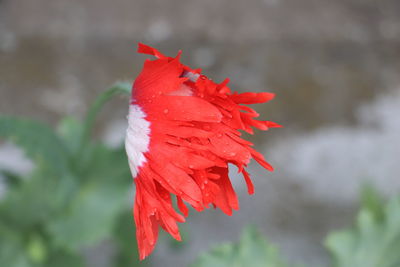 Close-up of red hibiscus flower