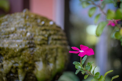 Close-up of pink flowering plant