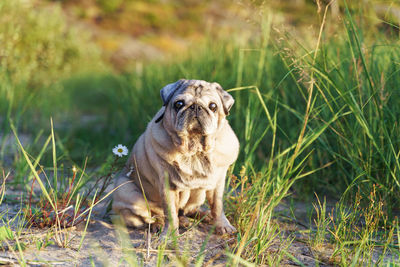 Portrait of dog on field