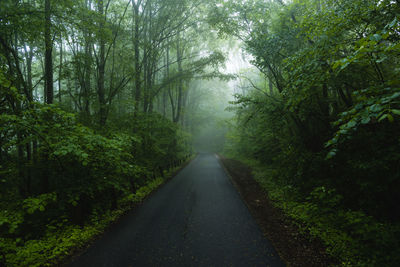 Road amidst trees in forest