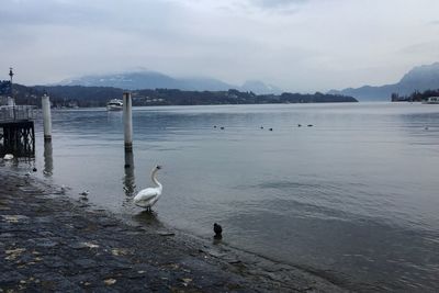 Swans swimming in lake against sky