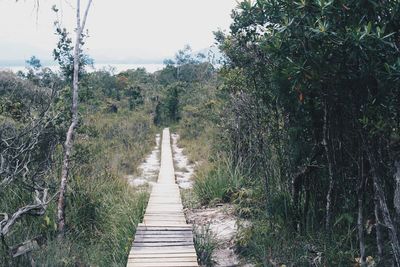 Footpath amidst trees in forest against sky