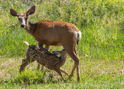 Portrait of deer in field