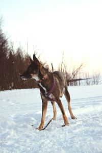 Dog on field against sky during winter
