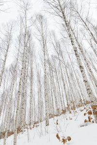 Bare trees on snow covered landscape