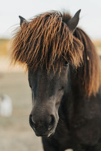 Close-up of horse