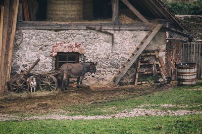 Sheep grazing on field