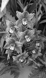 Close-up of flowers