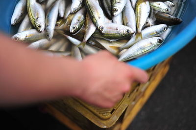 Cropped hand holding fish in container