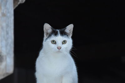 pet