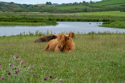 pasture