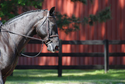 Close-up of horse on field