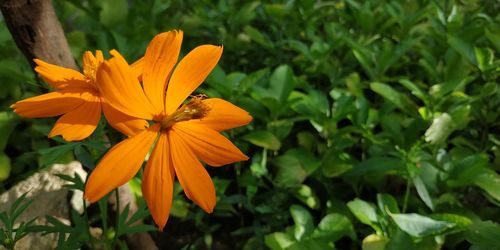 Close-up of yellow flowering plant