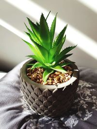 High angle view of potted plant at home