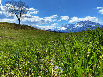 Scenic view of field against sky