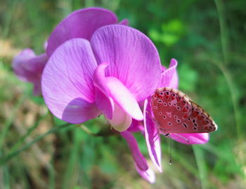 Close-up of pink flower