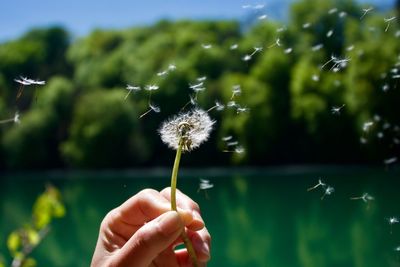 Close-up of hand holding dandelion against trees