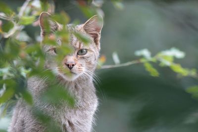 Portrait of cat by plants