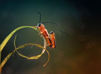 Close-up of insect on leaf