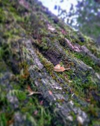 View of tree trunk