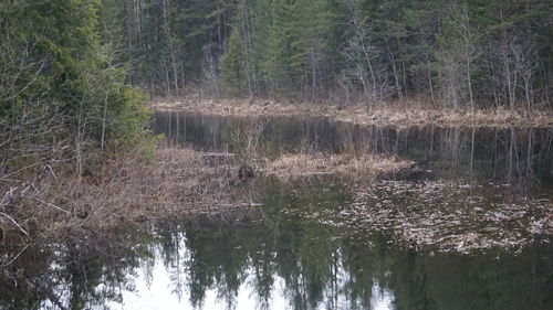 Reflection of trees in lake