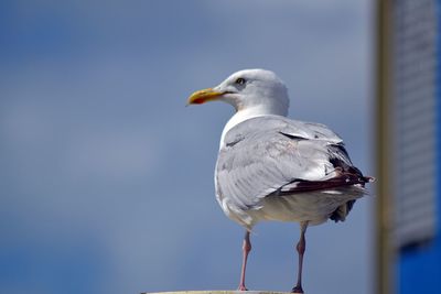 Close-up of seagull perching outdoors