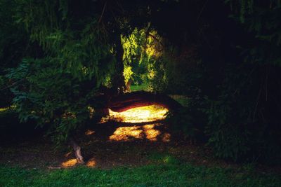 Trees in forest at night