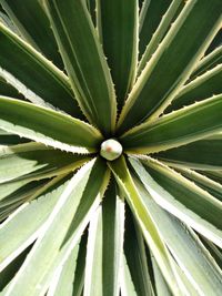 Full frame shot of succulent plant