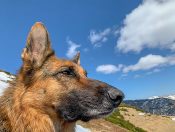 Close-up of a dog looking away