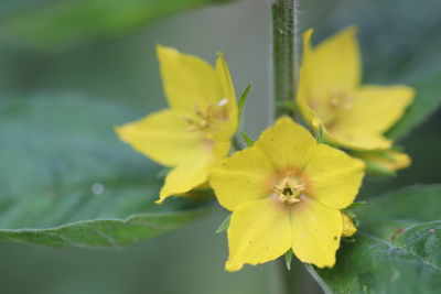 Close-up of yellow flowering plant
