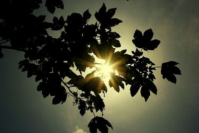 Sun shining through trees