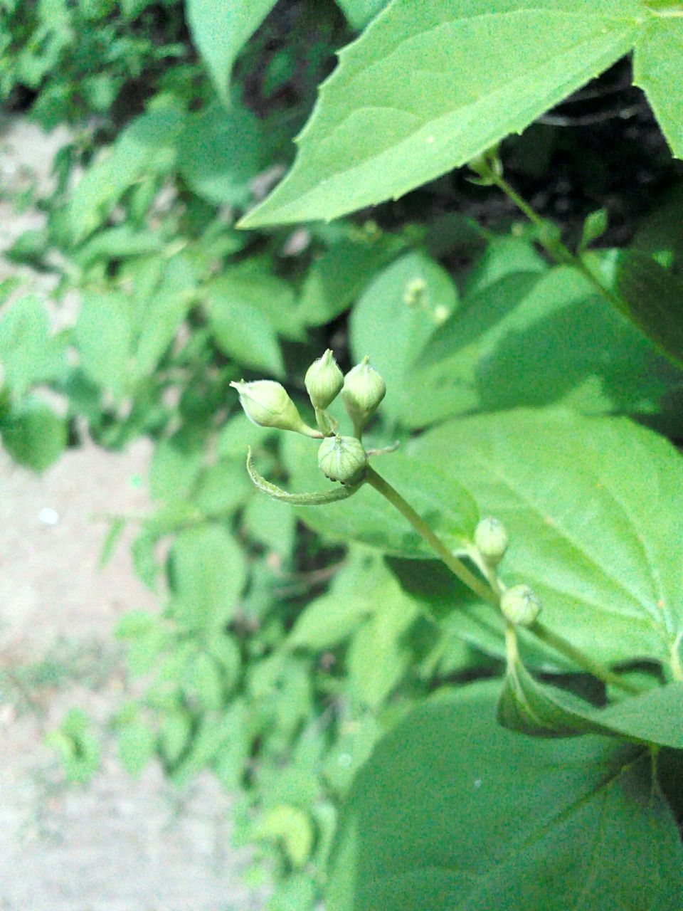 leaf, green color, growth, plant, nature, close-up, high angle view, leaves, green, freshness, leaf vein, selective focus, day, outdoors, beauty in nature, growing, focus on foreground, no people, sunlight, tranquility