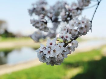 Close-up of fresh white flowers blooming on tree