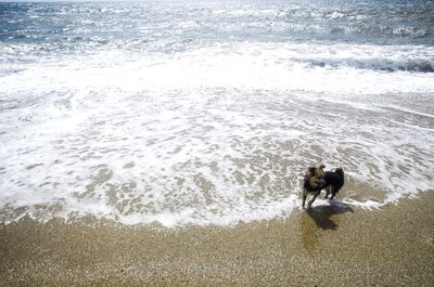 My dog breaking the waves