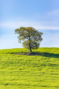 Tree on field against sky
